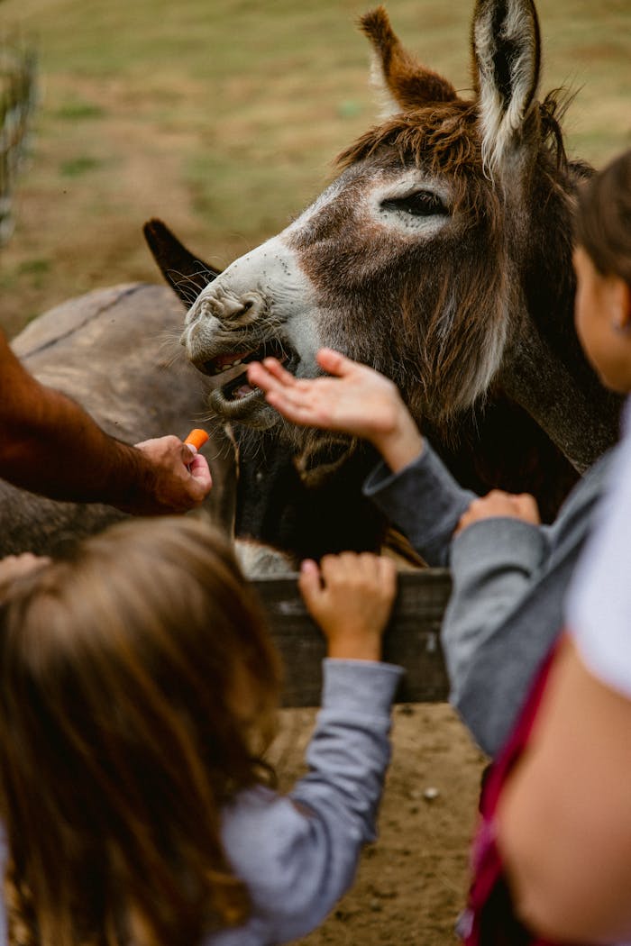 Two kids feeding a donkey at a farm, capturing a playful interaction.