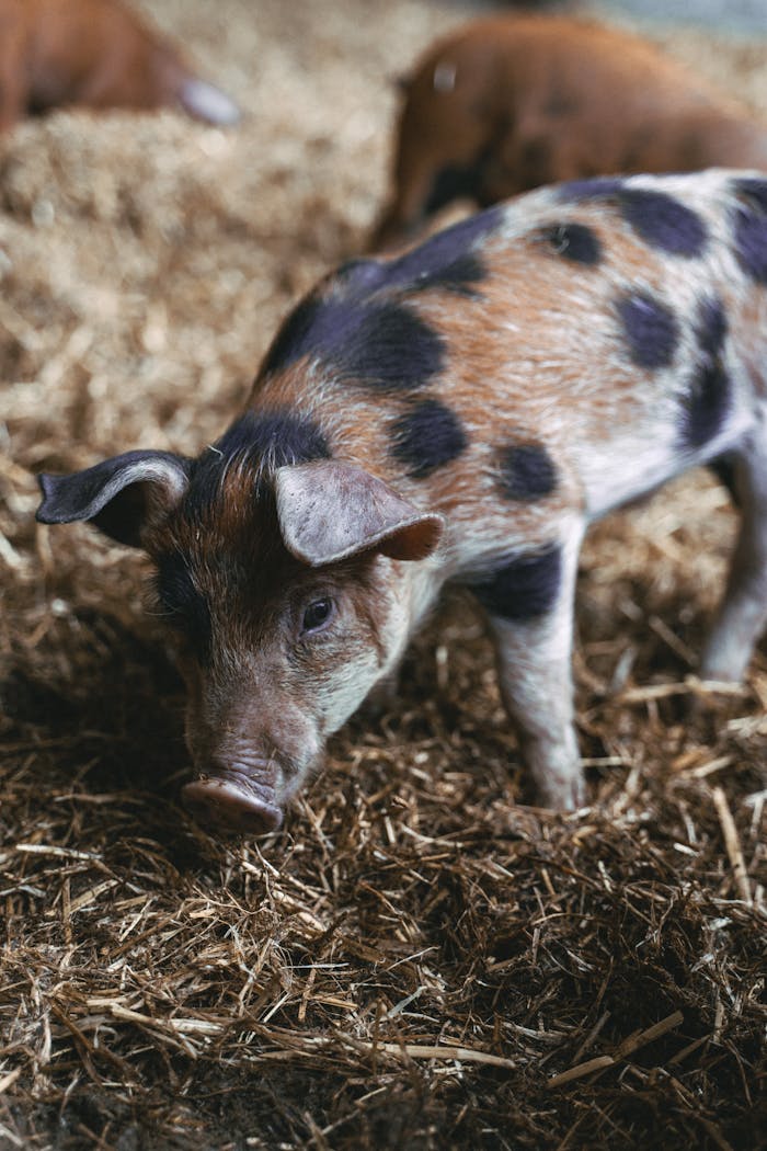 A cute spotted piglet playing on straw-covered ground in a barn, showcasing farm life.