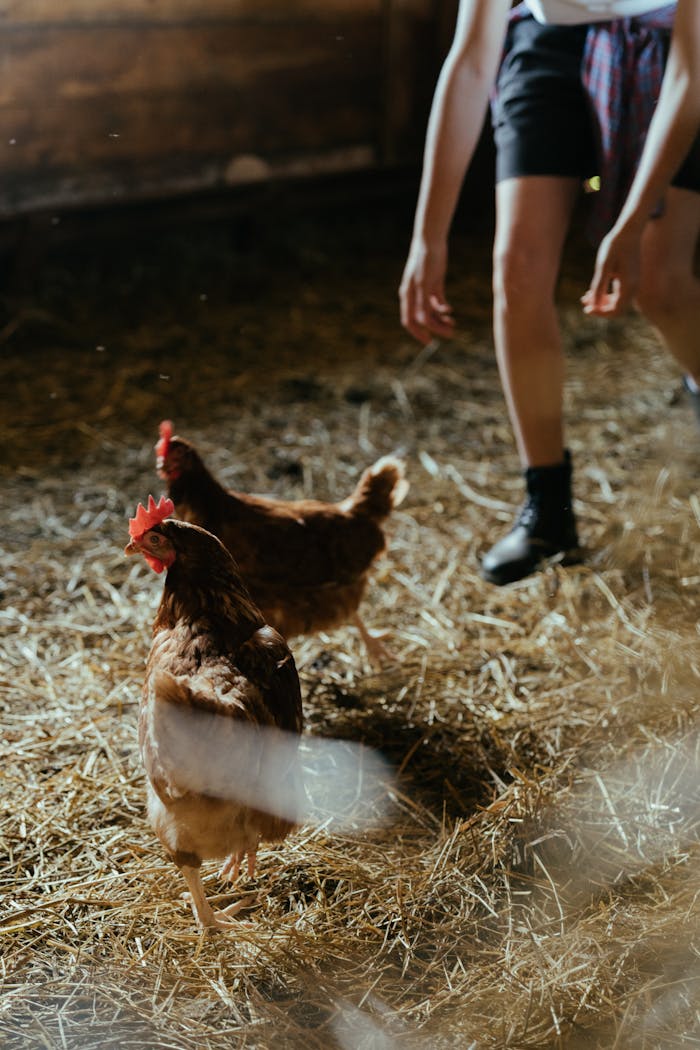 Young farmer tends to hens in a rustic barn setting, natural daylight.