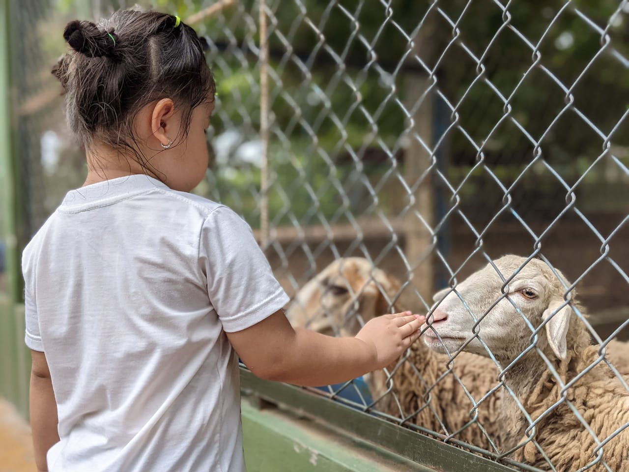 A young girl gently feeds sheep through a fence at a farm in Ho Chi Minh City.