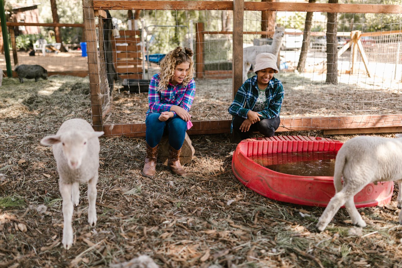 Two children interacting with lambs on a farm, capturing a playful and warm moment in nature.