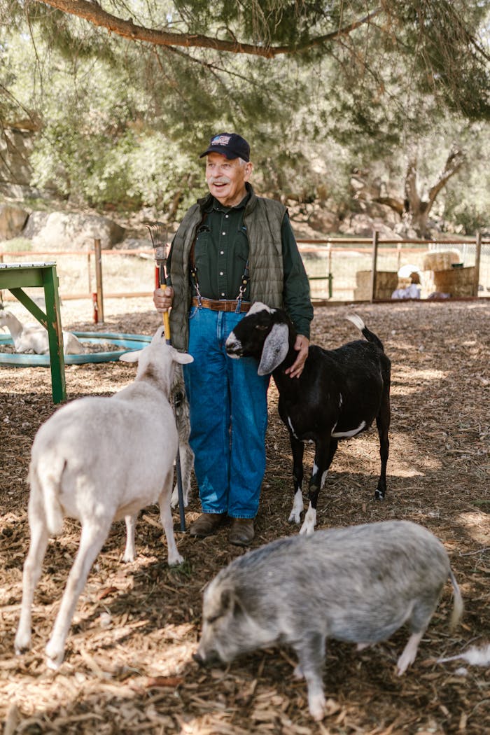 An elderly man smiles while tending to goats and pigs on a sunny farm.