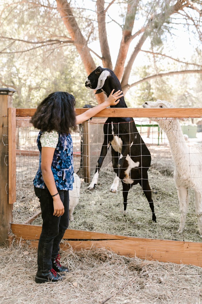 A girl in a floral top pets a goat and alpaca on a sunny farm day.
