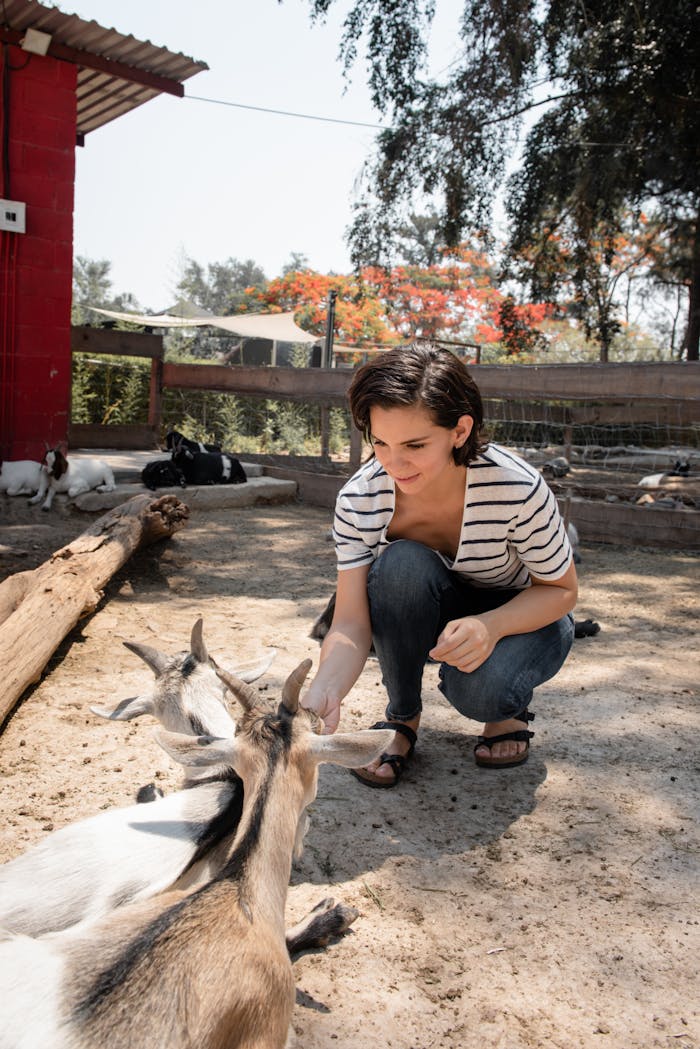 A woman crouches to feed friendly goats in an outdoor petting zoo.
